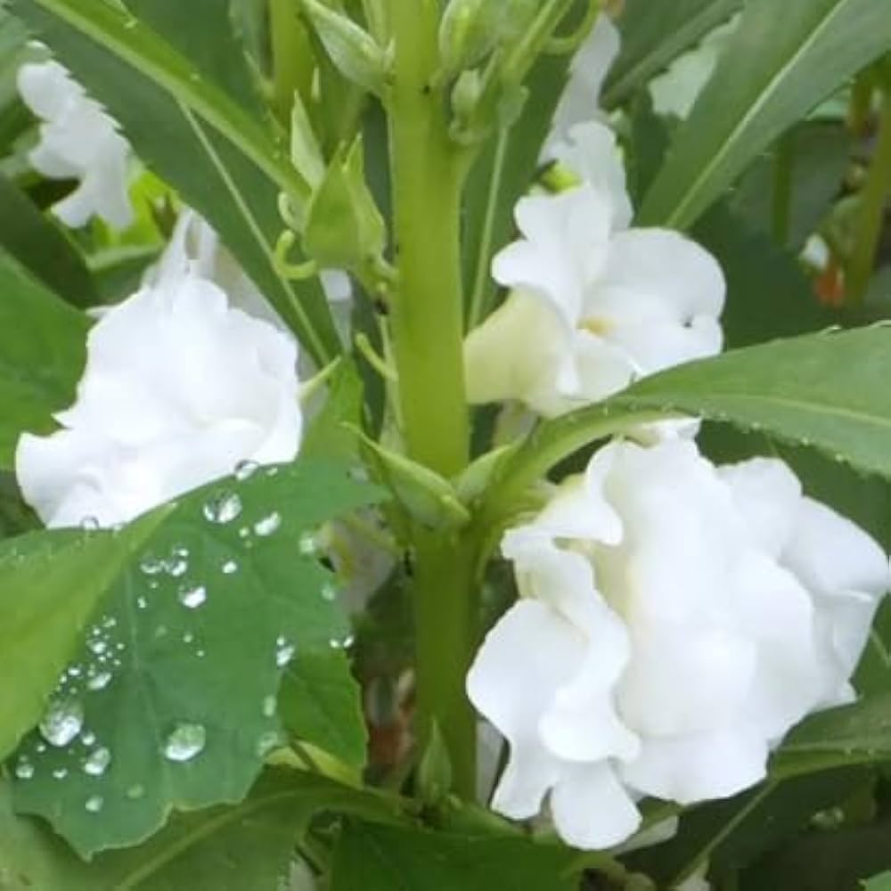 Balsamine Flower seeds for Planting - Drought Tolerant, Heirloom & GMO Free Seeds for Home Garden