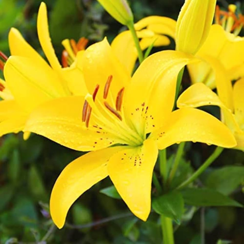 Yellow Heart Red Spots White Lily Seeds Lilium for Planting in Garden & Flower Bed