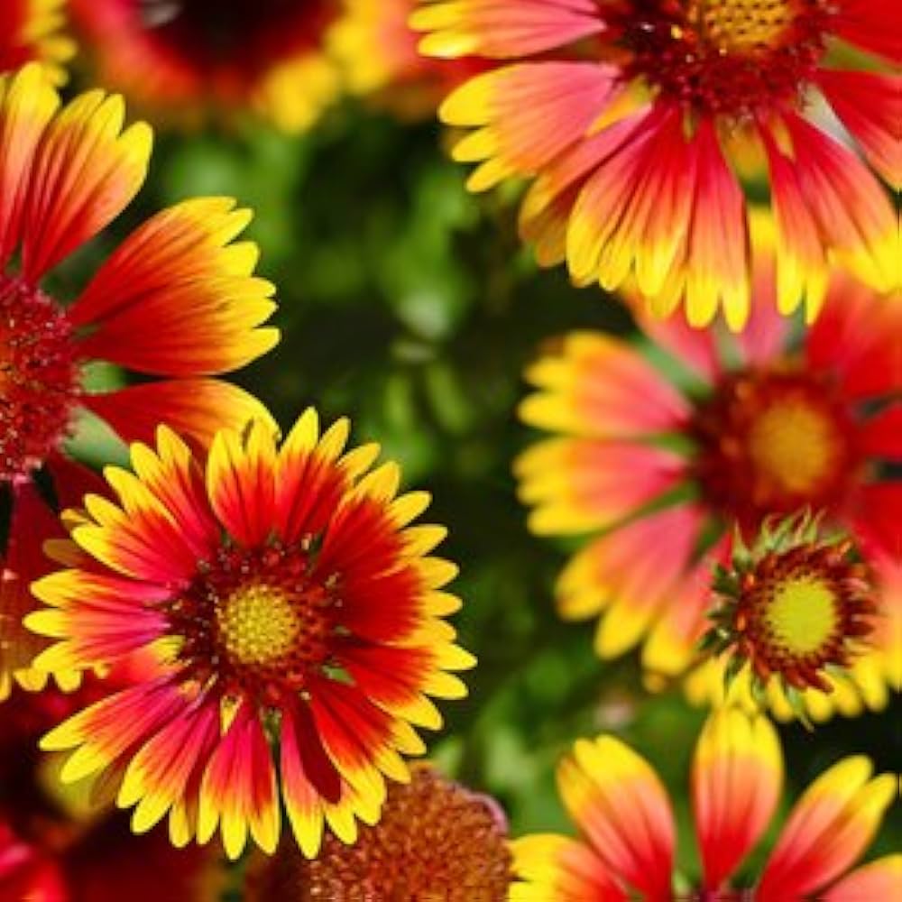Eateral Flowers Seeds for Planting in Garden & Flower Bed