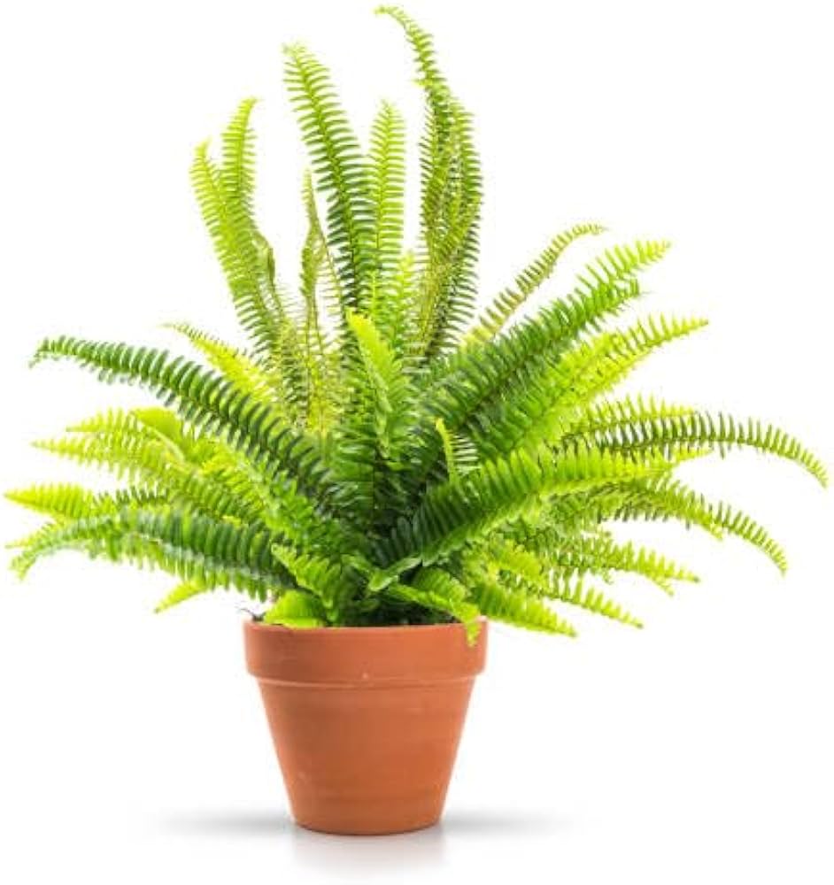 Light Green Fern Pteridophyta Seeds for Planting Garden Favorite Heirloom & GMO Free Seeds for Home Garden
 
 Sale