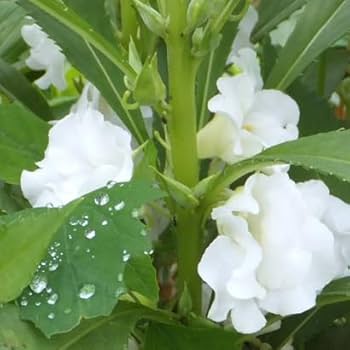 White Balsamina Flower Seeds - Your Guide to Easy Planting and Growing