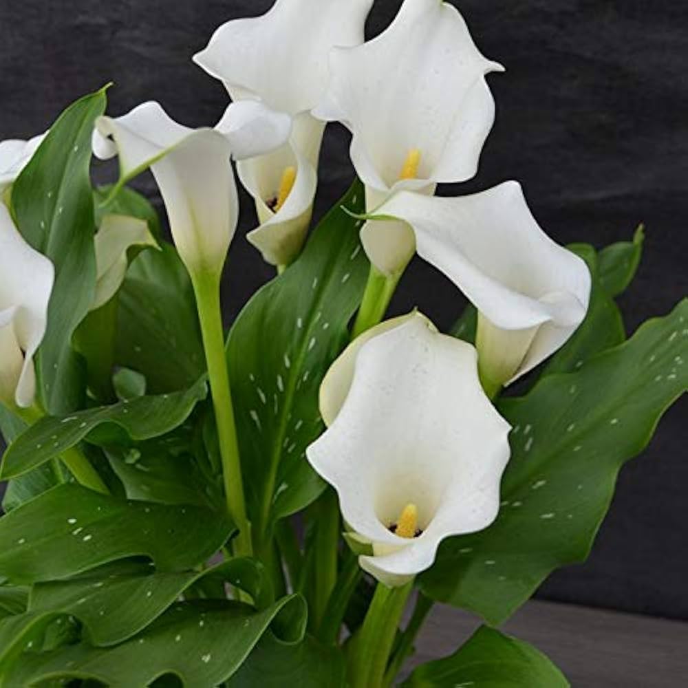 White Calla Lily Seeds for Planting
