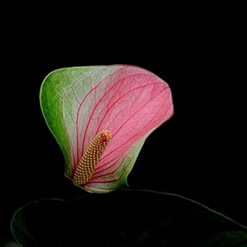 Green-Pink Anthurium Flower seeds for Planting - Colorful Display, Heirloom & GMO Free Seeds for Home Garden
 
 Sale for planting in home garden.