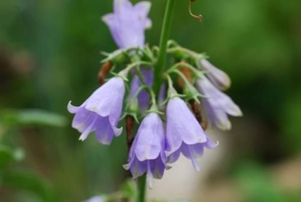 Evergrowseeds Adenophora triphylla Japanese Lady Bells flower seeds for planting, showing 20 seed packets on a white background
