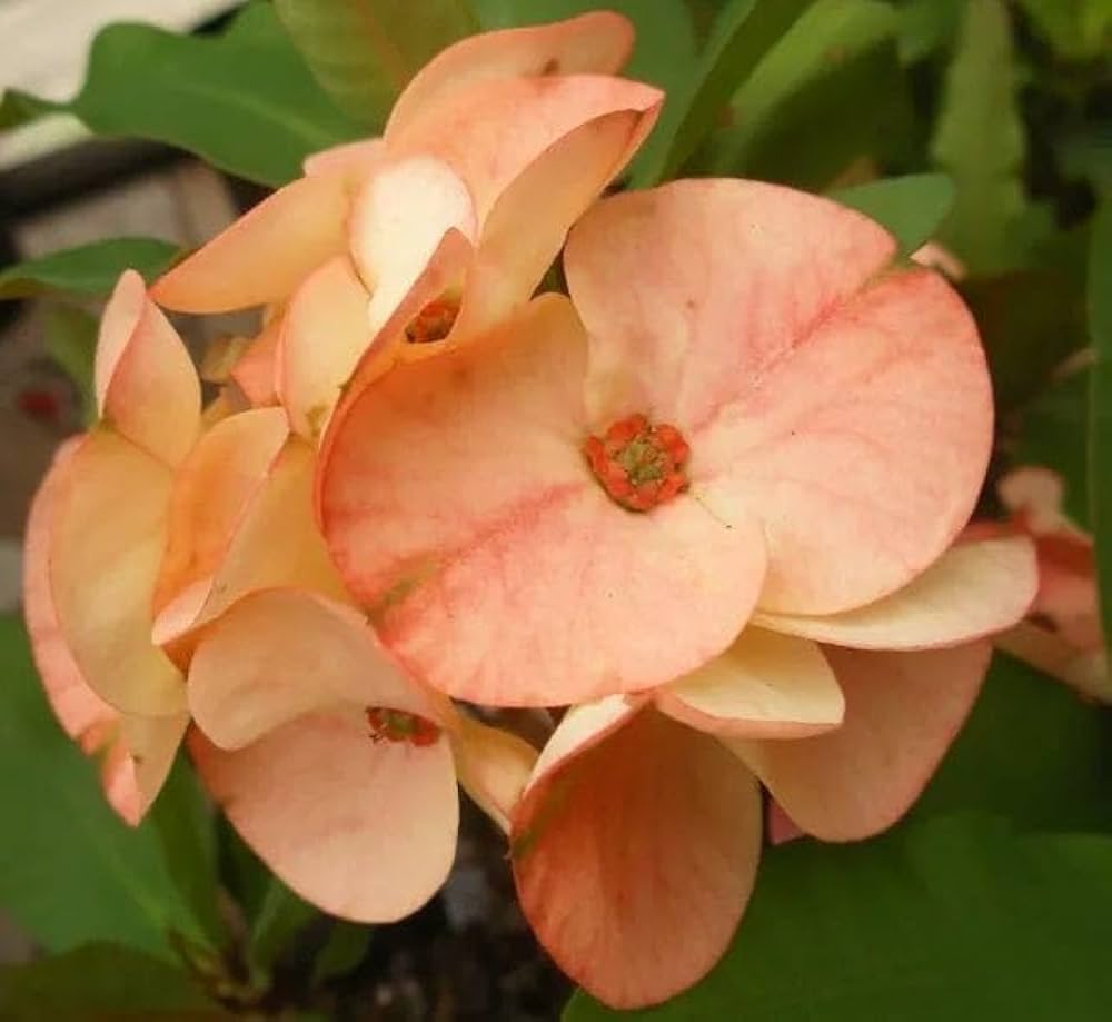 Gibraltar Seeds for Planting Orchids Gibraltar for flower beds and container gardens
