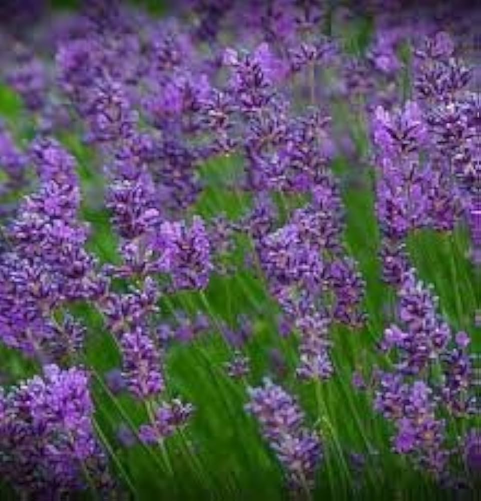 True Lavender Seeds for Planting Lavandula angustifolia for herb gardens and flower beds
