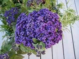 Heliotrope Marine Blue Seeds for Fragrant, Blue Blooms