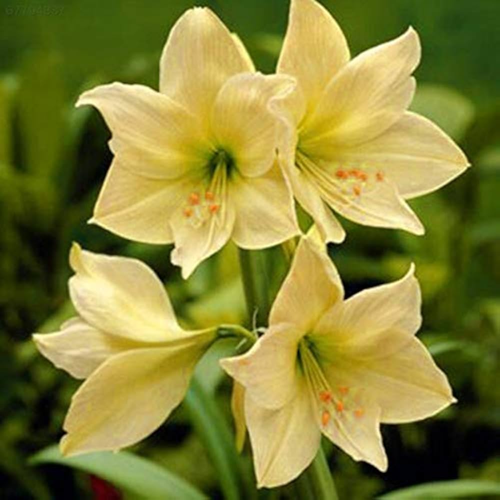 Yellow Sunrise Amaryllis Bulbs for Planting - Ideal for Flower Bed & Home Garden