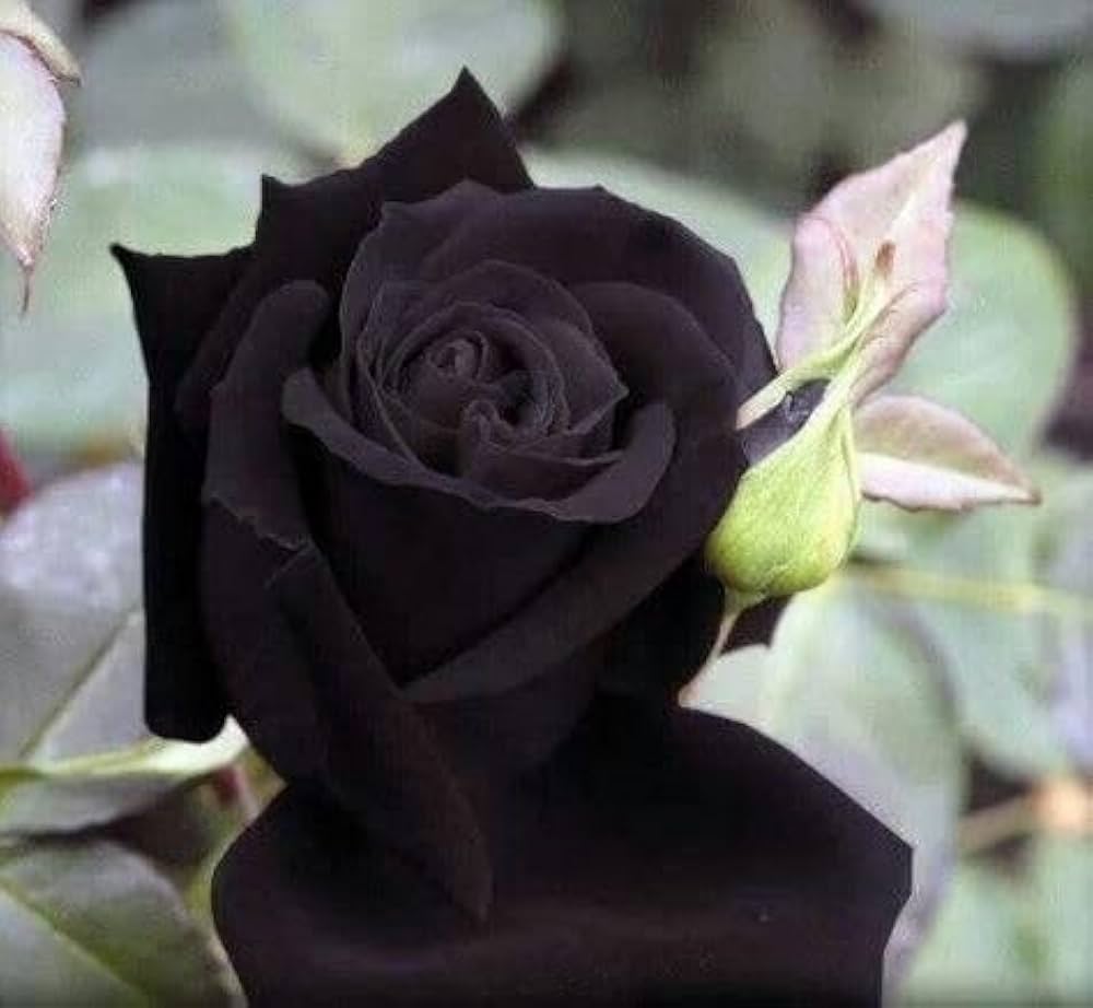 Black Rose Seeds for Dark, Elegant Garden Blooms