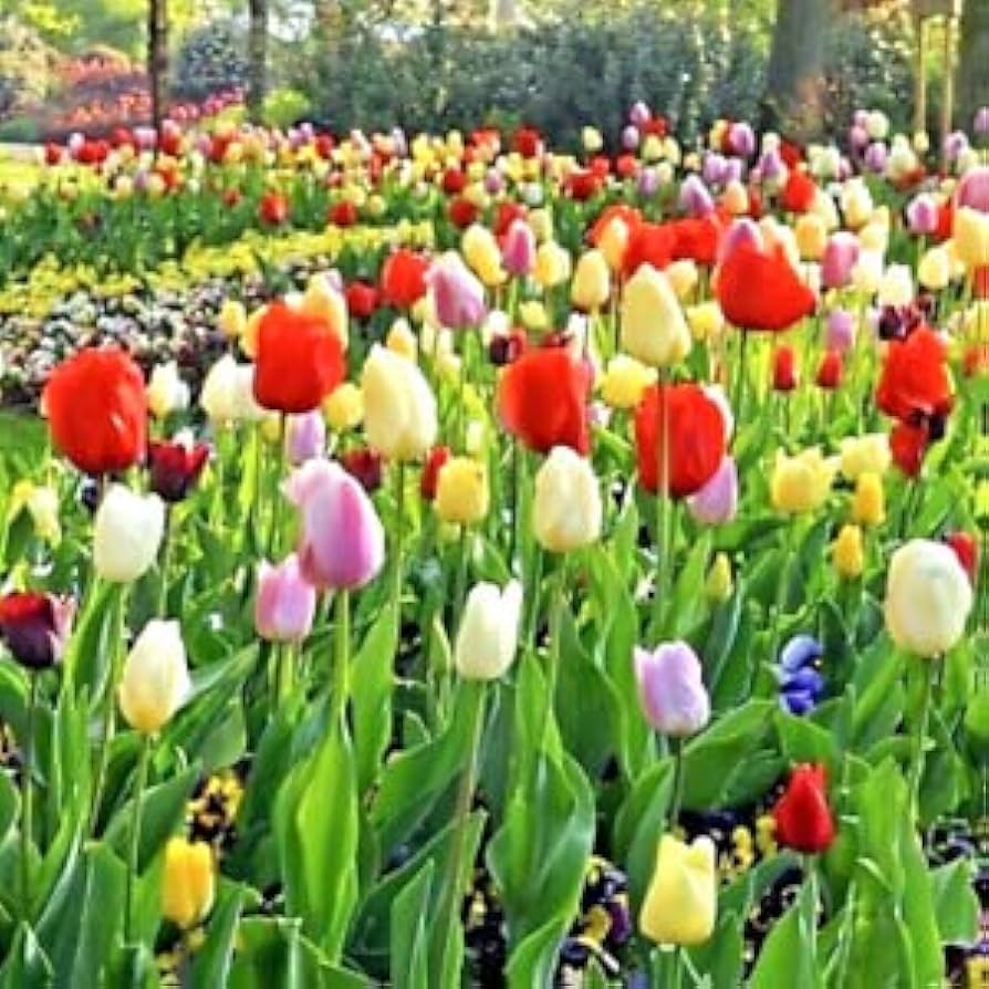 Double Tulip Tulipa spp. Seeds for Planting - Ideal for Flower Bed & Urban Garden