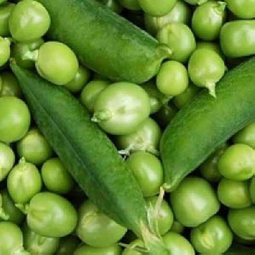 Early Frosty Garden Pea Seeds for Planting vegetable patch