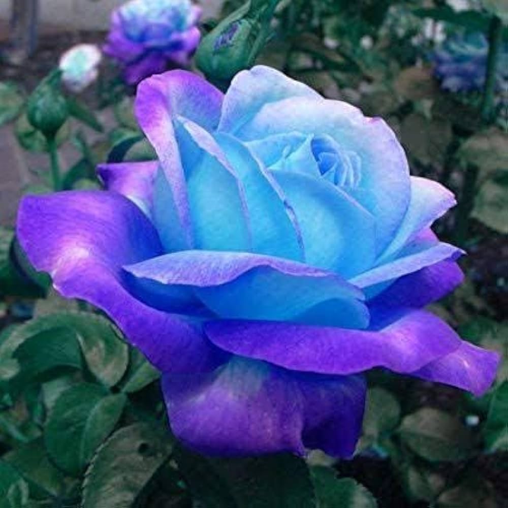 Blue Purple Holland Rose Flower Seeds for Planting Seasonal Bloomer Heirloom & GMO Free Seeds for Home Garden
 
 Sale