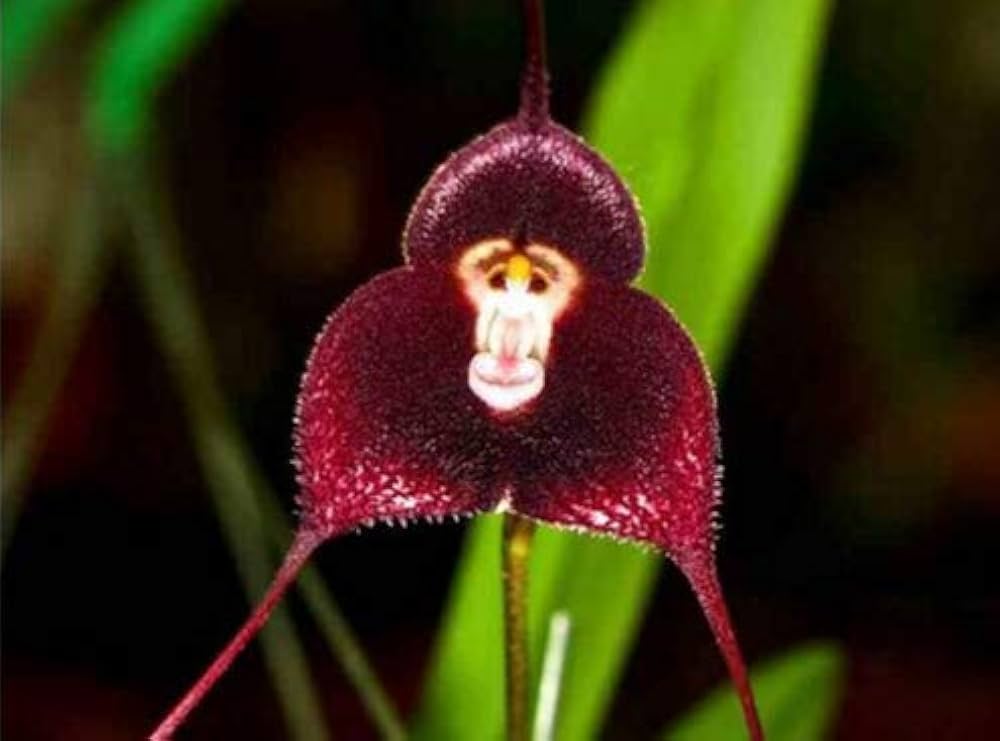 Set of 20 Monkey Face Orchid Psychopsis flower seeds for planting in orchid gardens, showcasing small seed packets with colorful seed illustrations.
