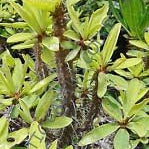 Green Euphorbia Duranii Flower seeds for Planting - Compact Growth, Heirloom & GMO Free Seeds for Home Garden
 
 Sale seeds for home garden