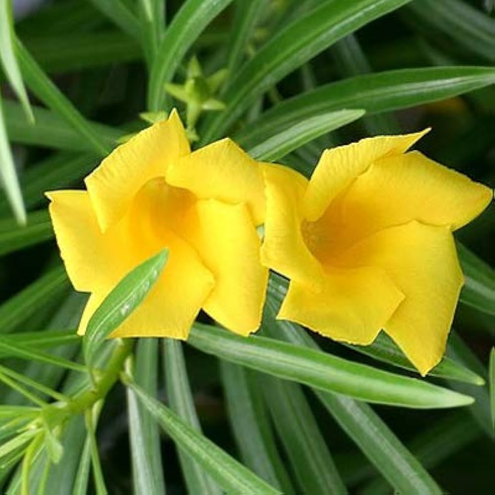 Thevetia Neriifolia Flower Seeds for Planting