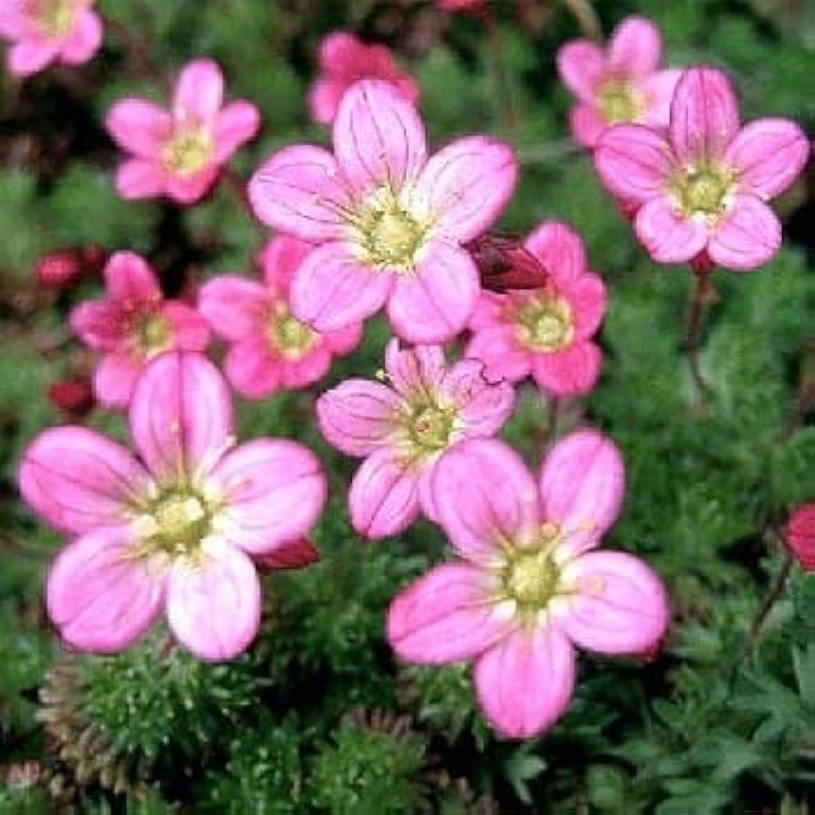 Saxifraga Moss Flower seeds for Planting - Perfect for Borders, Heirloom & GMO Free Seeds for Home Garden