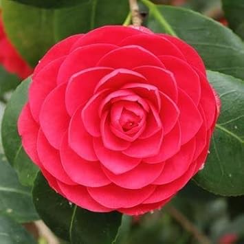 Camellia Flower Seeds Red Flower seeds for Planting - Cottage Garden Essential, Heirloom & GMO Free Seeds for Home Garden
 
 Sale seeds for home garden