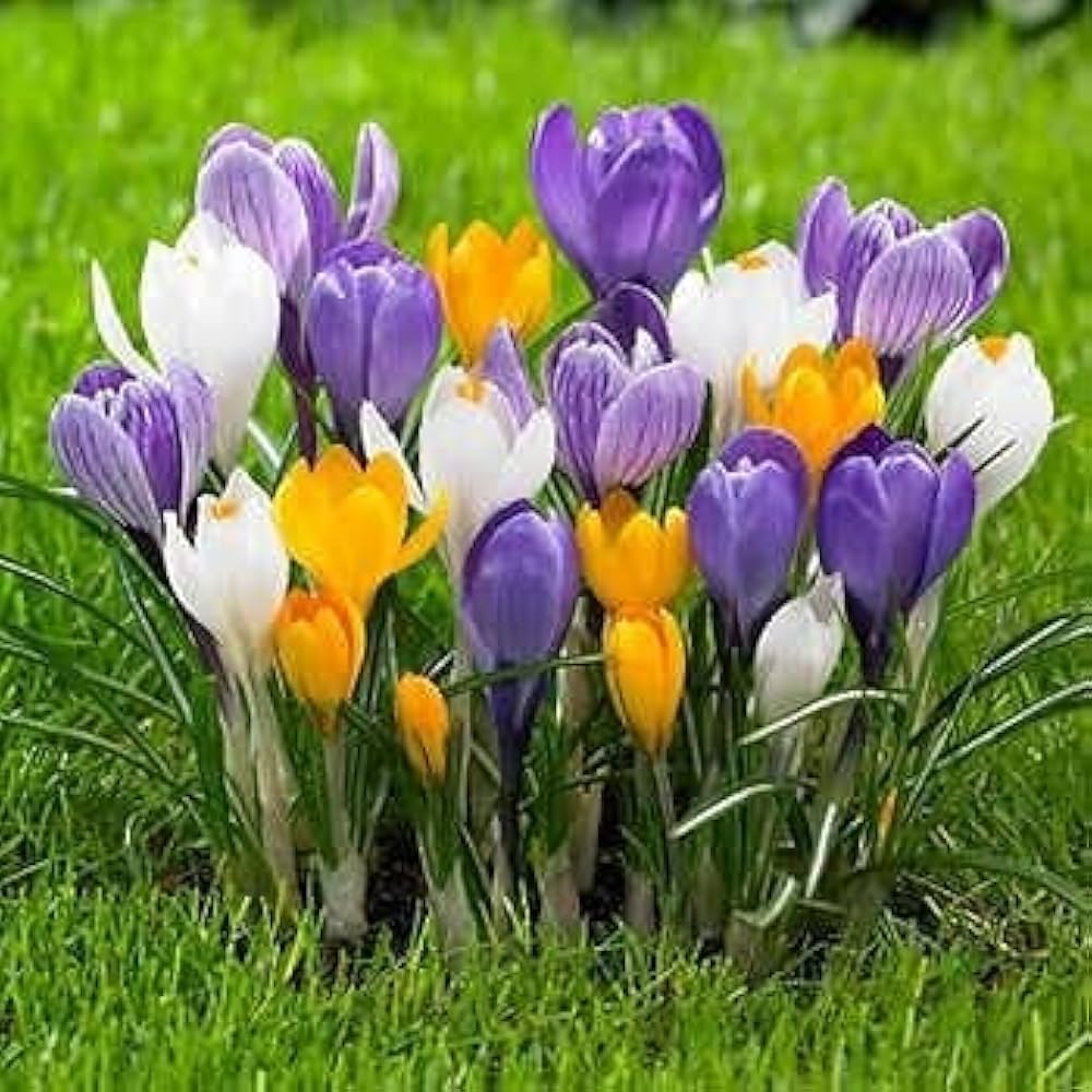 Mixed Colors Crocus Flower seeds for Planting - Shade Tolerant, Heirloom & GMO Free Seeds for Home Garden