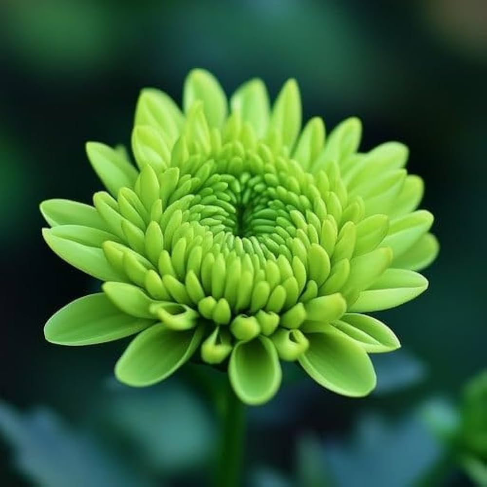 Green Chrysanthemum Flower seeds for Planting - Drought Tolerant, Heirloom & GMO Free Seeds for Home Garden