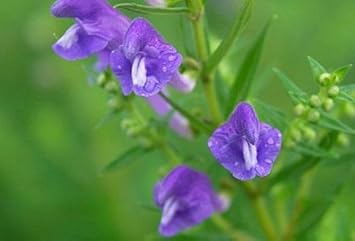 Purple Scutellaria Flower seeds for Planting - Cottage Garden Essential, Heirloom & GMO Free Seeds for Home Garden
 
 Sale for planting in home garden.