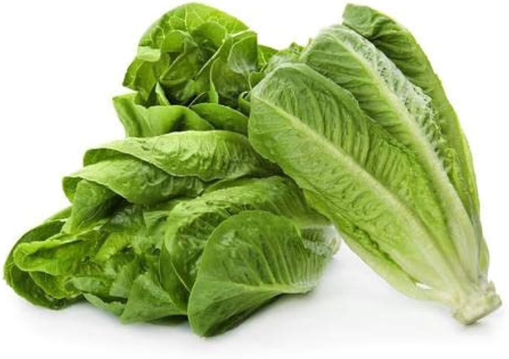 Roman Lettuce Seeds