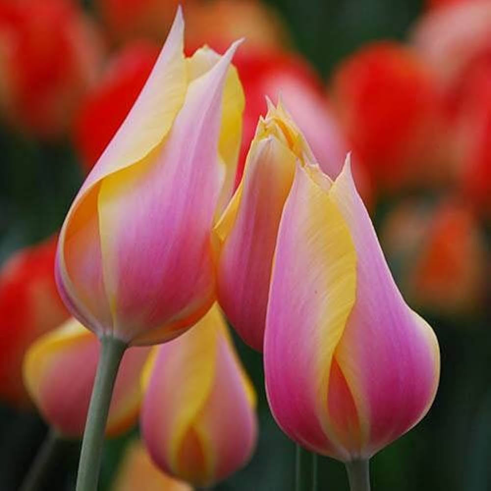 Yellow Pink Tulip Flower seeds for Planting - Wildflower Mix, Heirloom & GMO Free Seeds for Home Garden