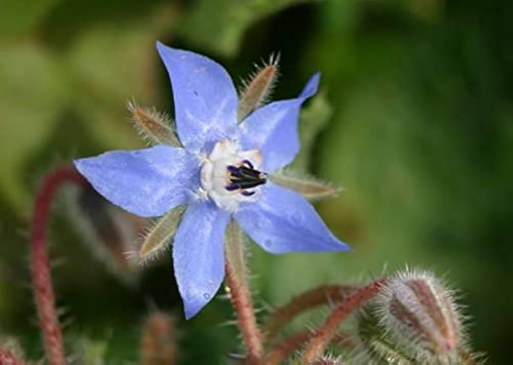 Borago Officinalis Flower seeds for Planting Vibrant Colors Heirloom & GMO Free Seeds for Home Garden