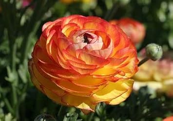 Yellow Red Ranunculus Flower seeds for Planting - Perfect for Borders, Heirloom & GMO Free Seeds for Home Garden
 
 Sale seeds for planting in home garden