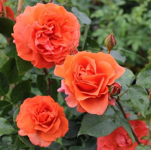 Full Orange Climbing Rose Flower seeds for Planting - Easy to Grow, Heirloom & GMO Free Seeds for Home Garden