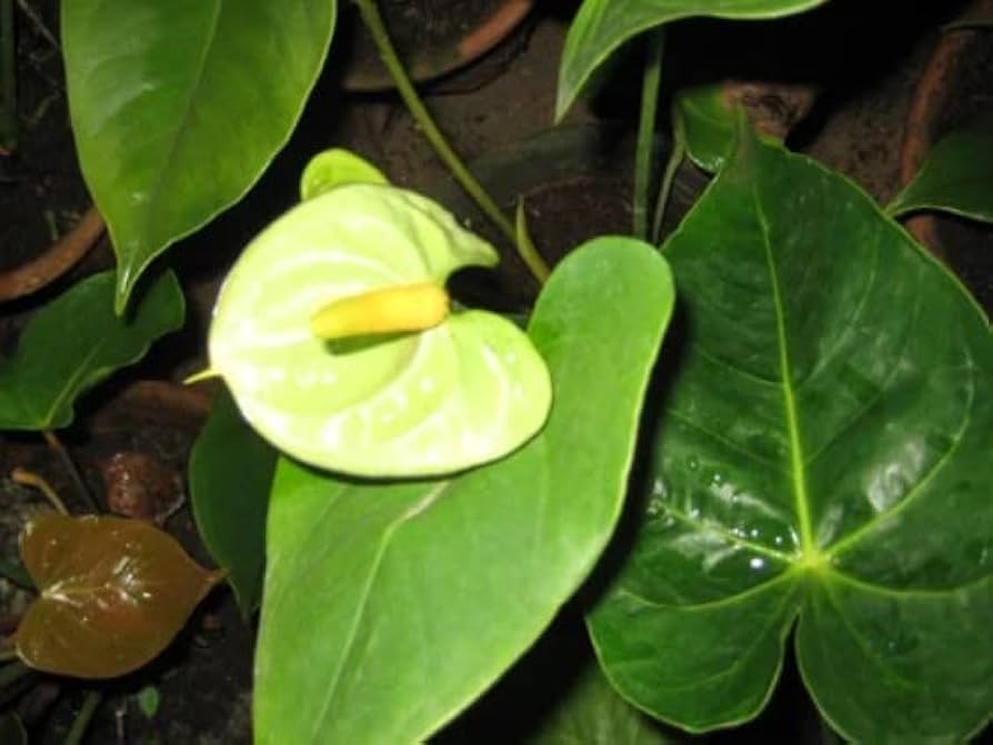 Anthurium Andraeanu Anthurium spp. Seeds for Planting - Great for Indoor Garden & Flower Bed