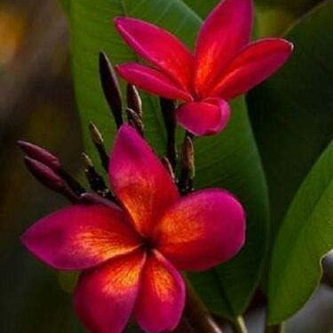 Dark Orange Plumeria Plumeria spp for planting in tropical garden