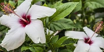 Light Pink Epiphyllum Flower Seeds for Planting – Heirloom NonGMO Organic Garden Seeds with High Germination
 
 Sale for planting in home garden