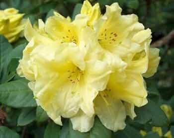 Yellow Rhododendron Campylocarpum Flower Seeds for Planting - Enhance Your Garden with Stunning Blooms
