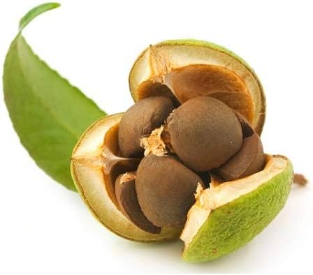 Green Tea Plant Seeds - Camellia Sinensis Also Known As Tree Best Selling