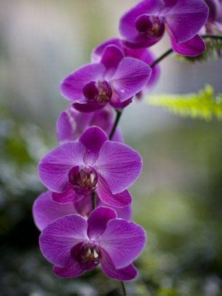 Purple Butterfly Orchid Flower seeds for Planting - Perfect for Borders, Heirloom & GMO Free Seeds for Home Garden