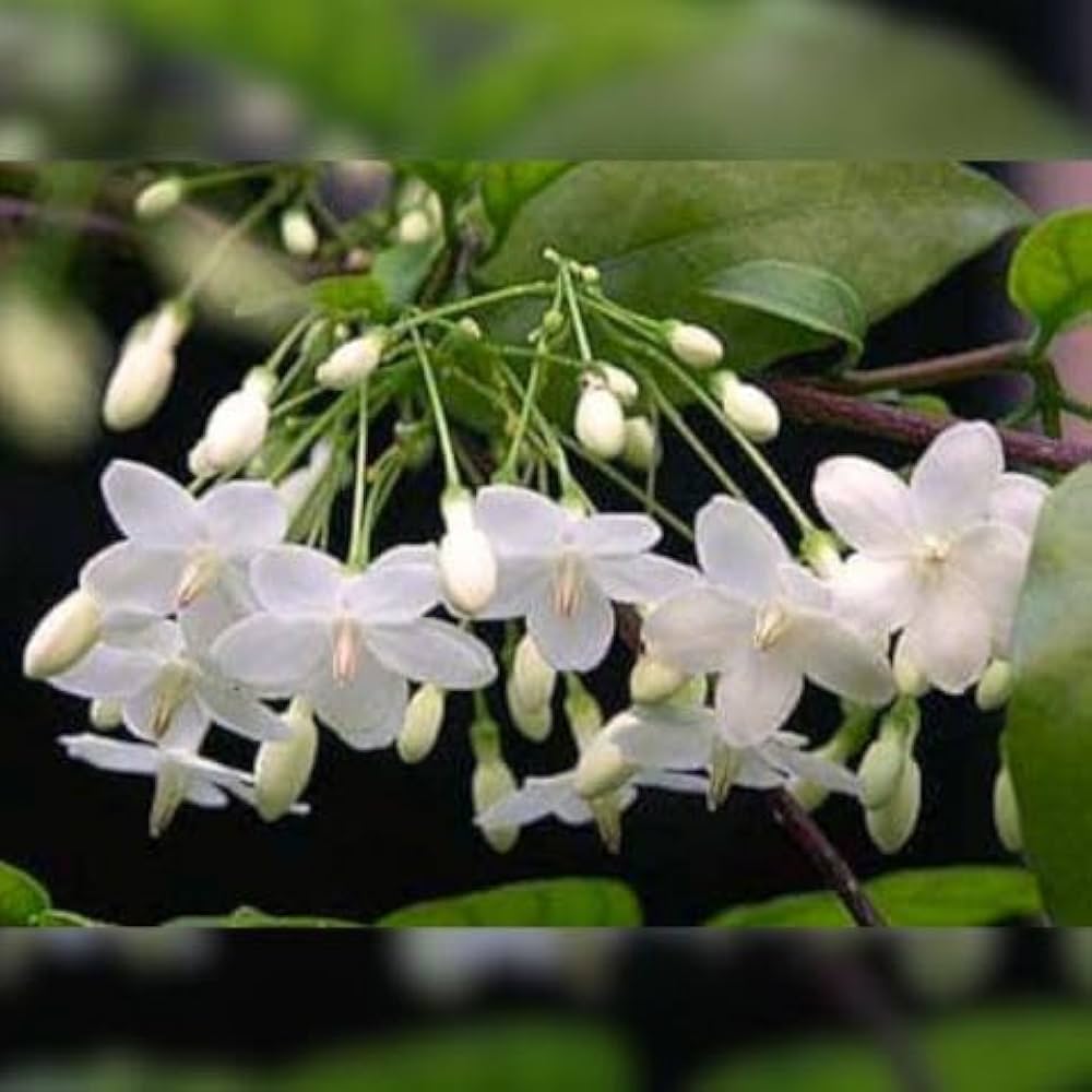 White Mok Flower seeds for Planting - Hardy Variety, Heirloom & GMO Free Seeds for Home Garden