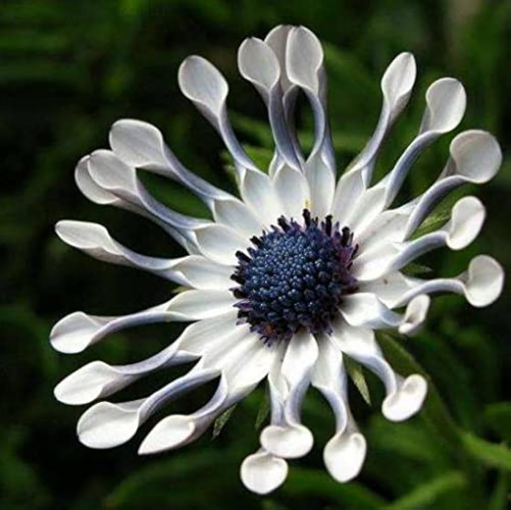 African Blue Daisy Seeds Osteospermum ecklonis for Planting in Flower Bed and Garden Edge
