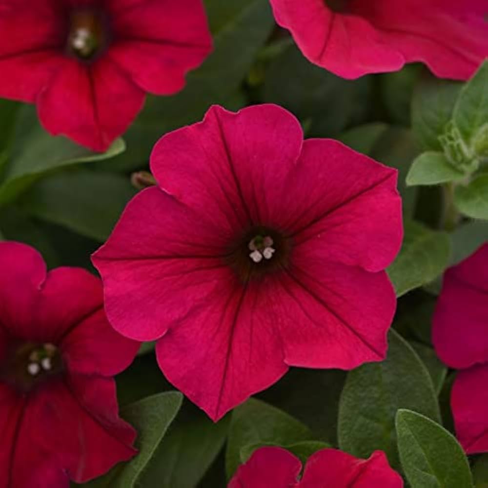 Pelletta Petunia Limbo Purple Petunia Seeds