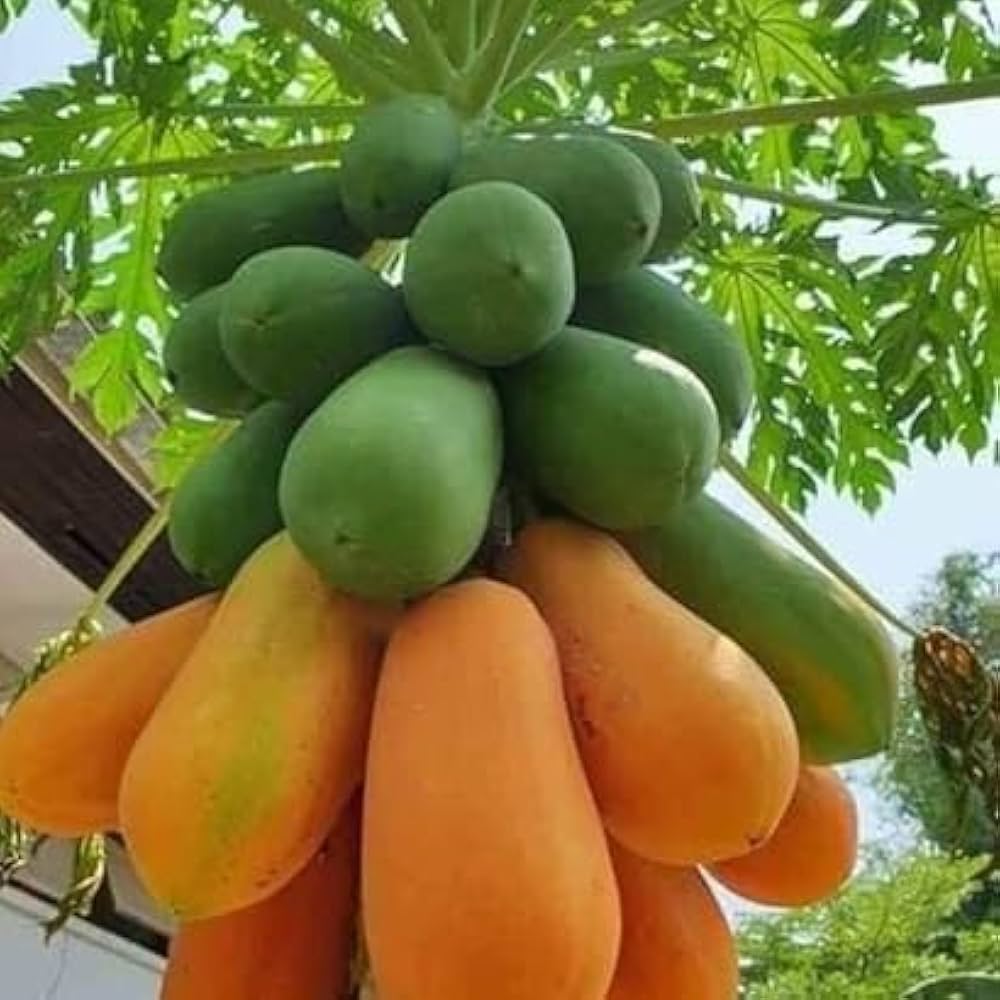 Papaya Seeds for Planting - Grow Delicious Tropical Fruits at Home