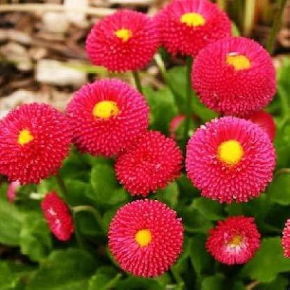 Red Bellis Flower seeds for Planting - Bright Blooms, Heirloom & GMO Free Seeds for Home Garden