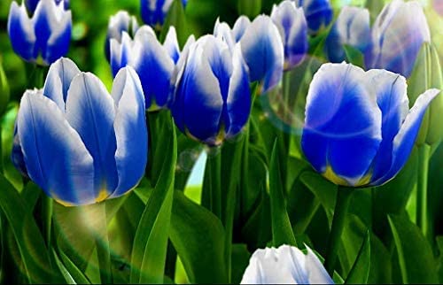 Sky Blue Tulip Flower Seeds for Planting
