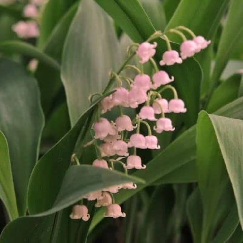 Purple Bell Orchid Flower seeds for Planting - Low Maintenance, Heirloom & GMO Free Seeds for Home Garden