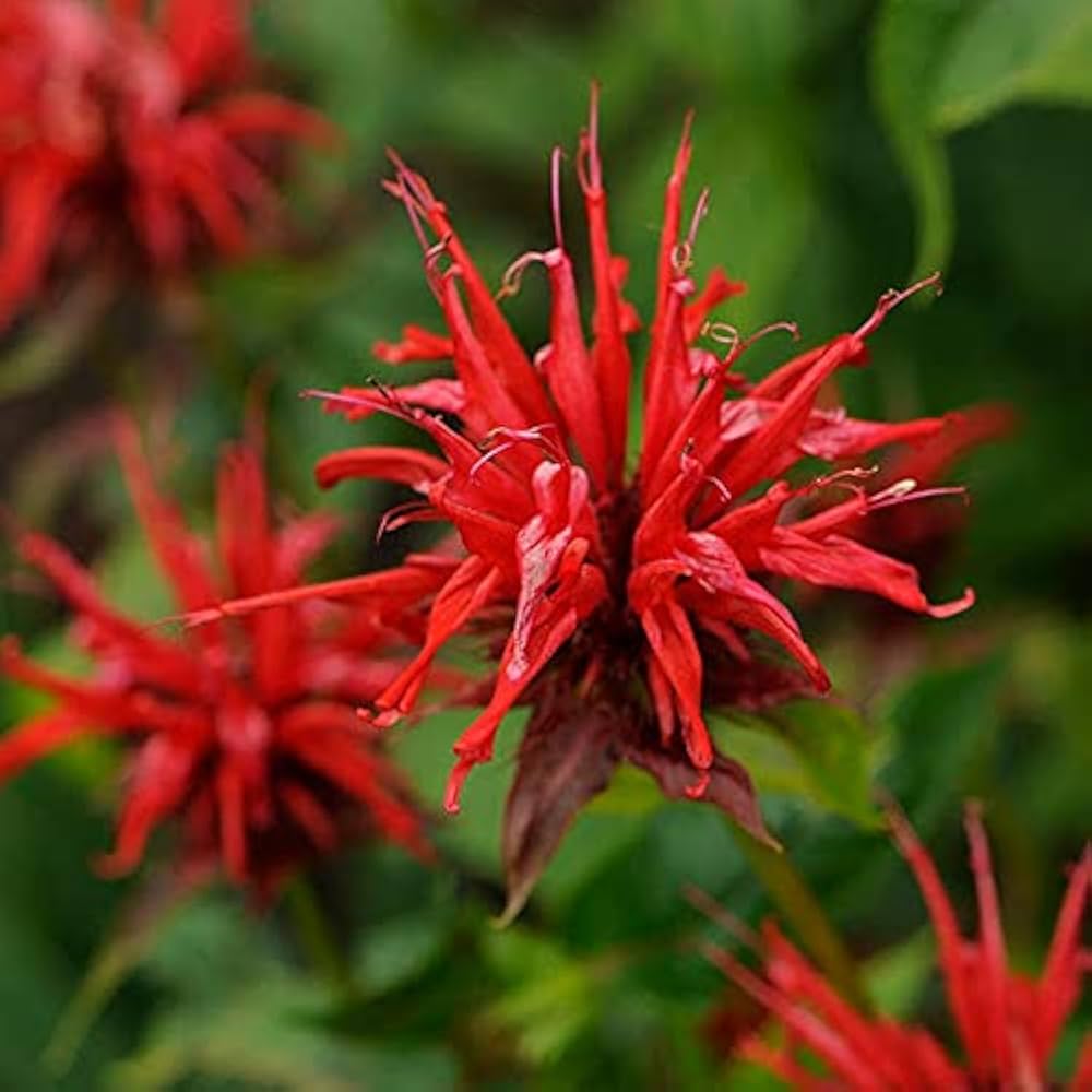 Bee Balm Monarda spp. Flower Seeds for Planting in Flower Bed
