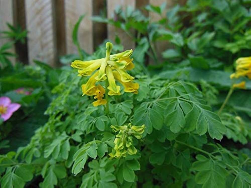 Corydalis Corydalis lutea Flower Seeds for Planting in Flower Bed and Garden