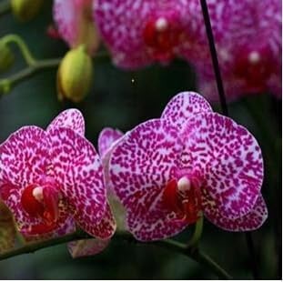 Yellow Bauhinia Flower Seeds – Cut Flower Favorite Heirloom & NonGMO Seeds for Home Garden
 
 Sale for planting in home garden