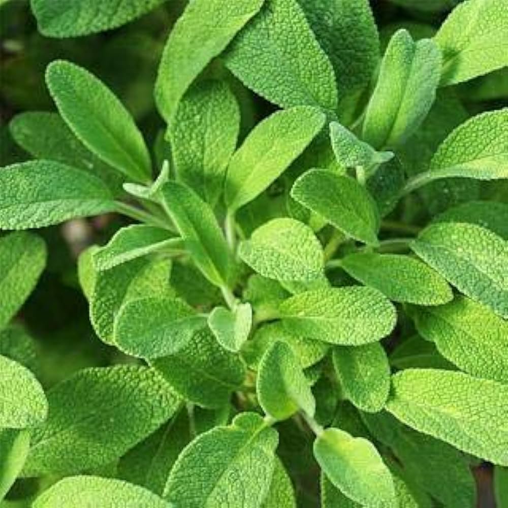 Sage Plant Seeds Salvia officinalis for planting in home garden