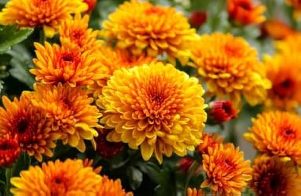 Chrysanthemum Flower Seeds Mixed