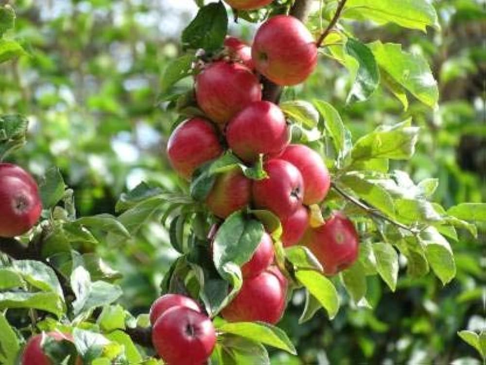 Premium Pink Apple Tree Seeds for Planting - Grow Your Own Delicious Apples