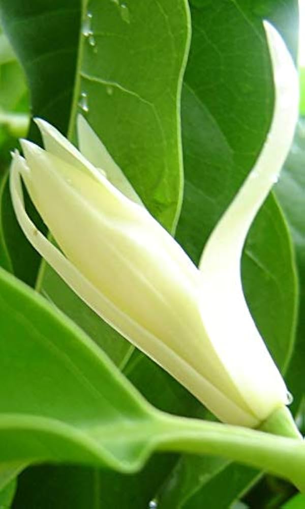 Michelia Alba Seeds for Planting in Flower Bed