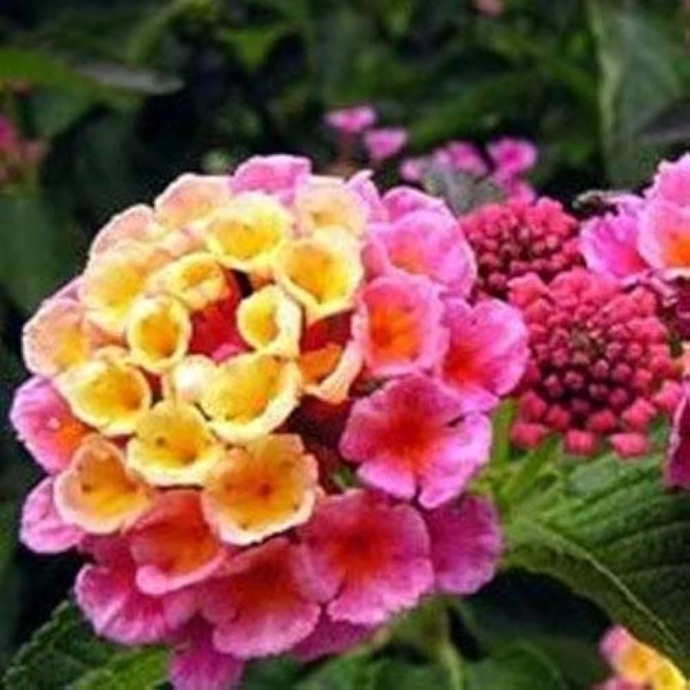 Lantana Camara Bonsai Seeds Five Color Hydrangea